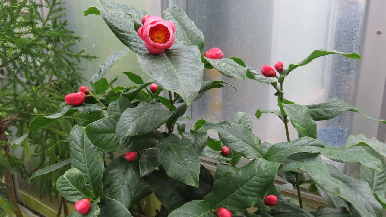 ハイドゥンツバキ