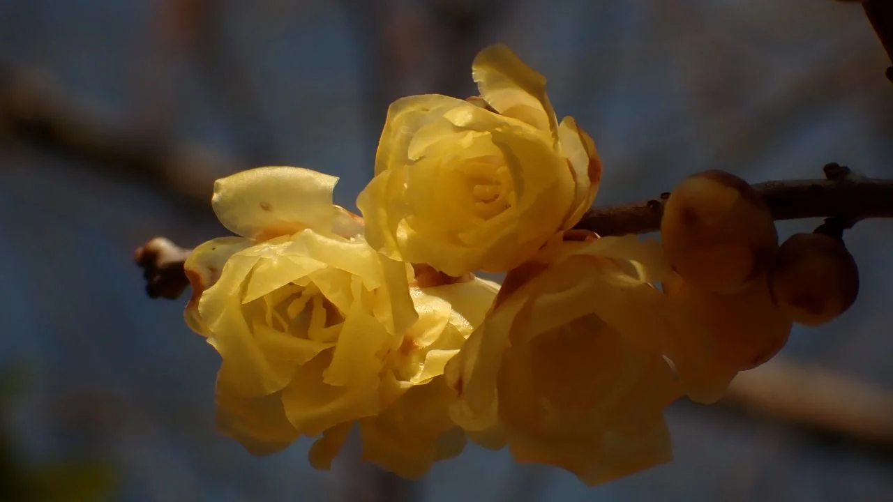 ソシンロウバイ