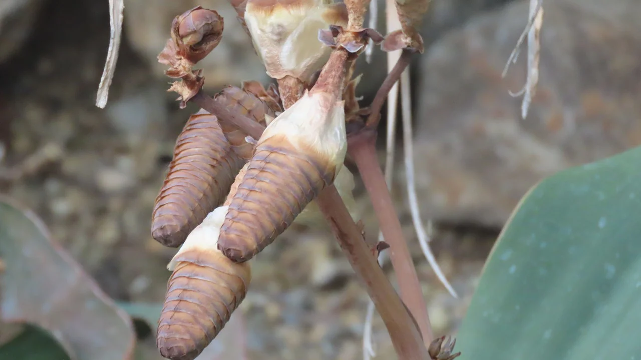 ウェルウィッチア・ミラビリス(奇想天外