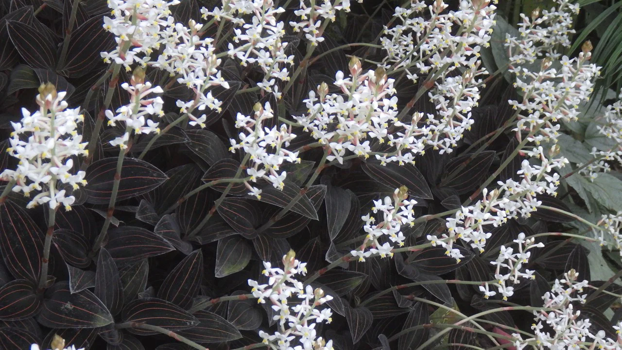 ホンコンシュスラン