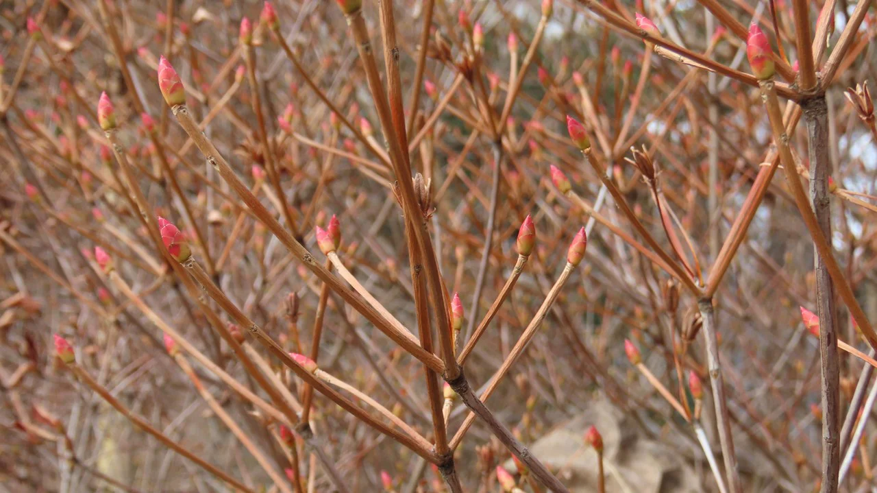 ドウダンツツジ