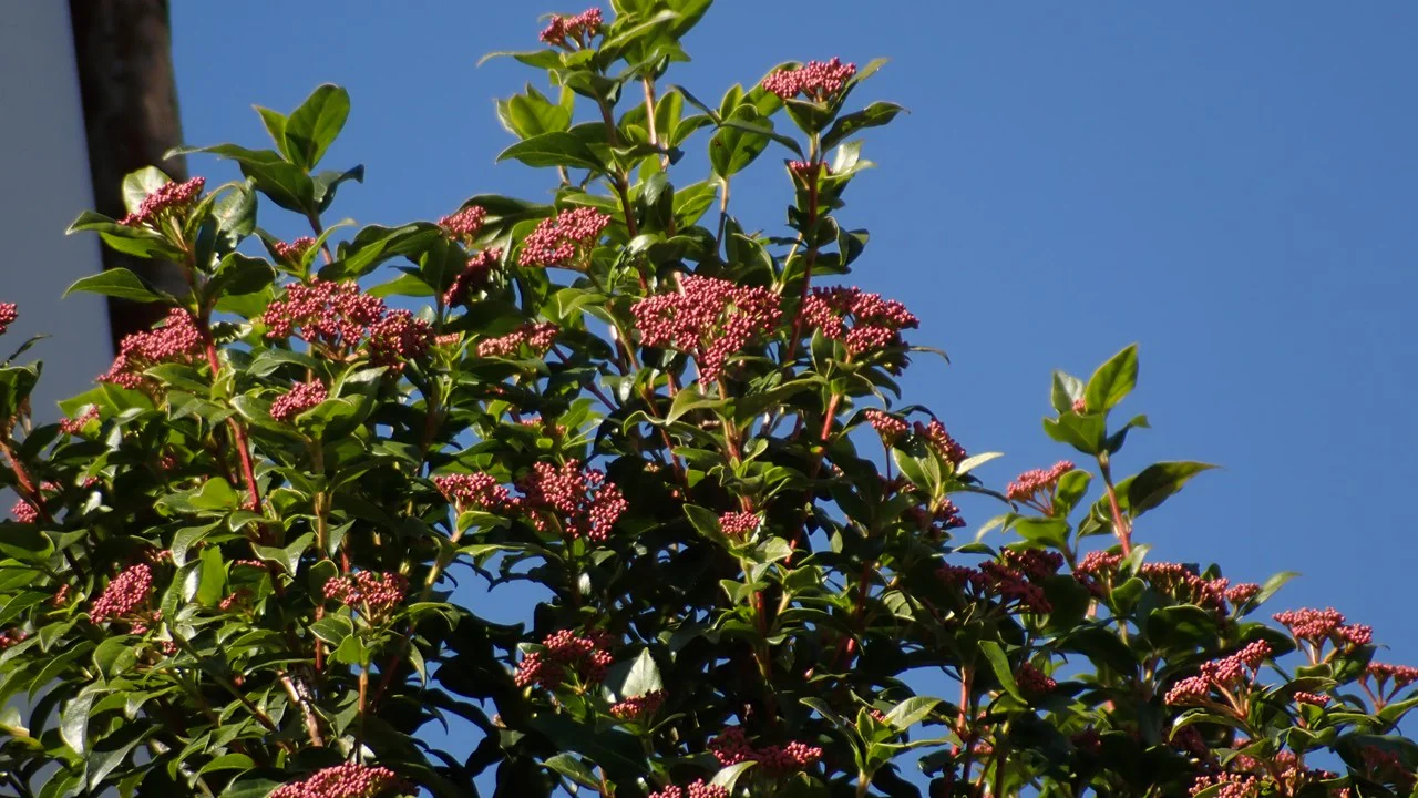 ビブルヌム・ティヌス