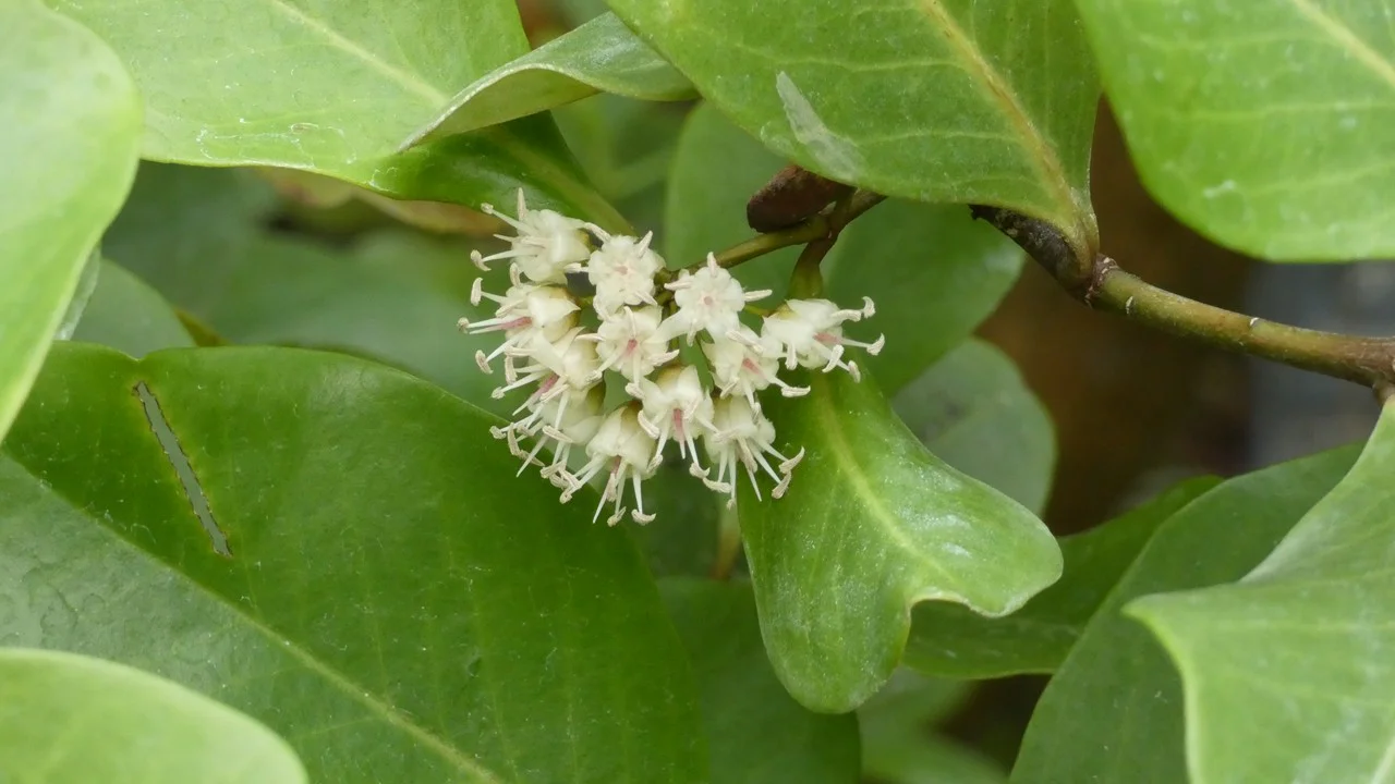 ツノヤブコウジ