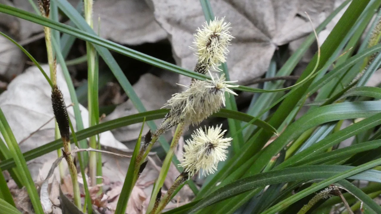 オオシマカンスゲ
