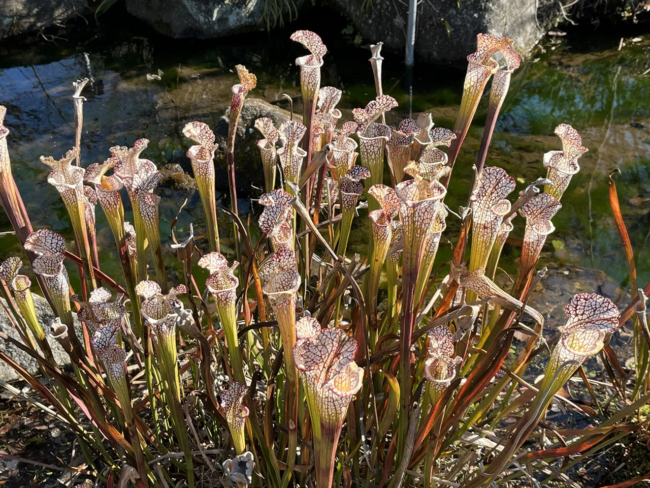 サラセニア・レウコフィラ