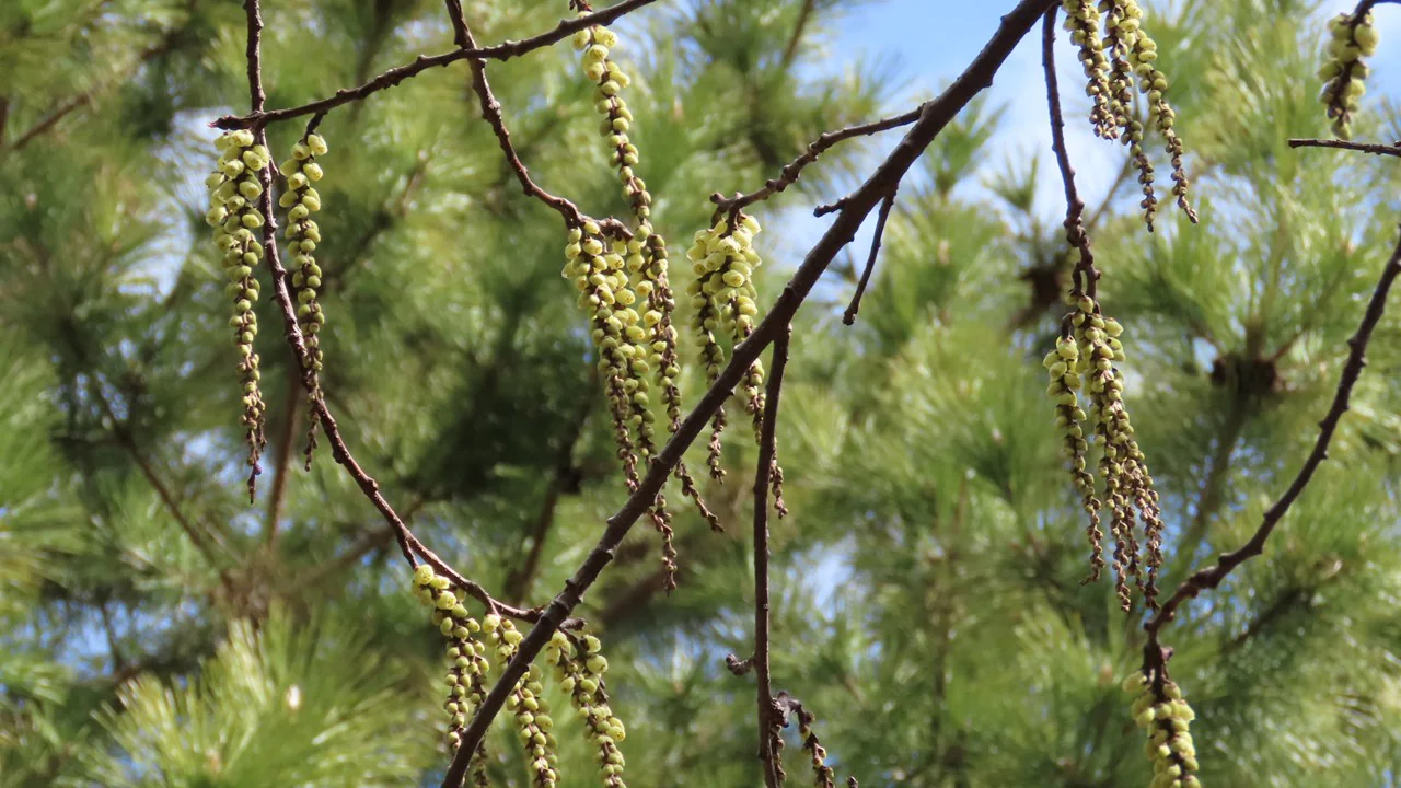 ハチジョウキブシ