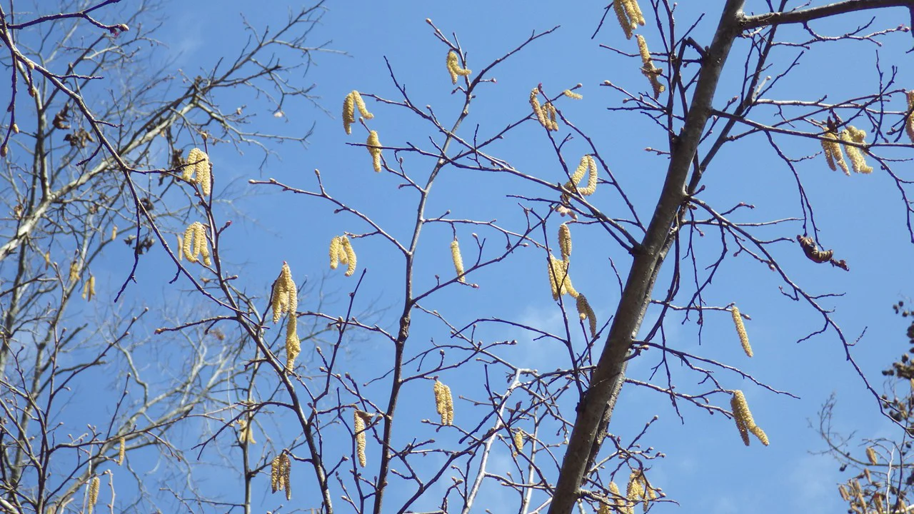 セイヨウハシバミ