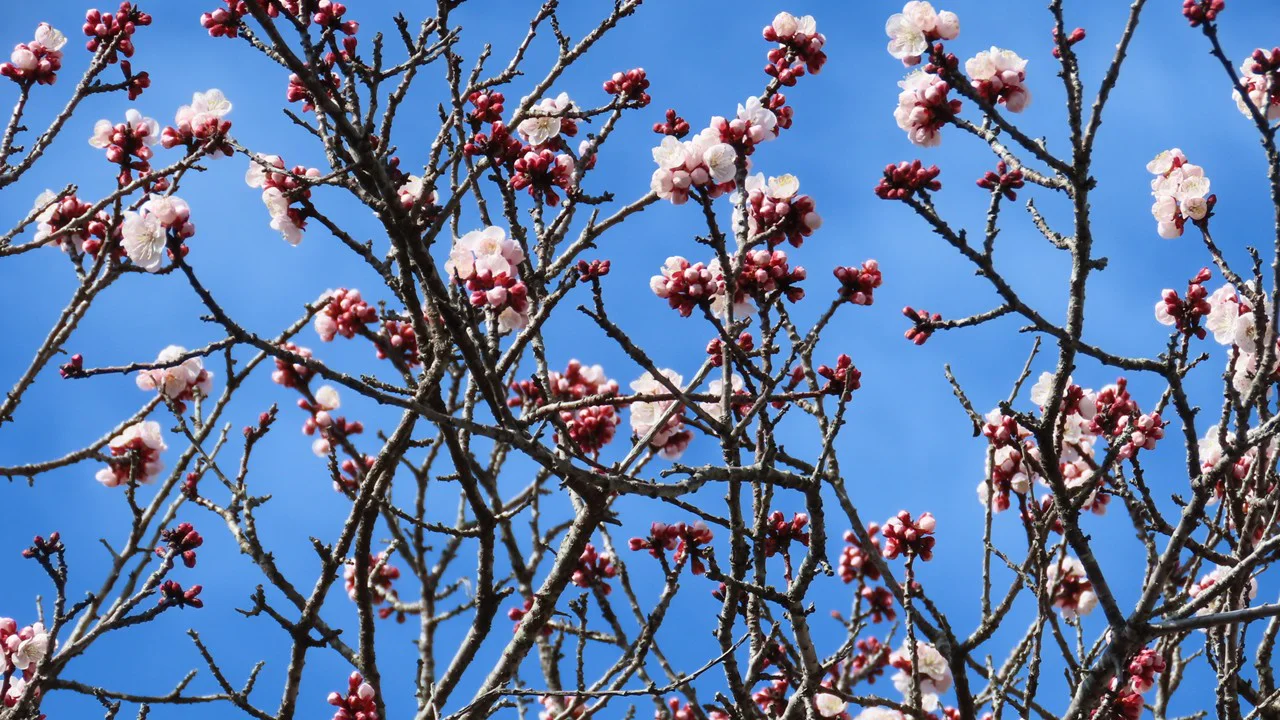 アンズの園芸品種
