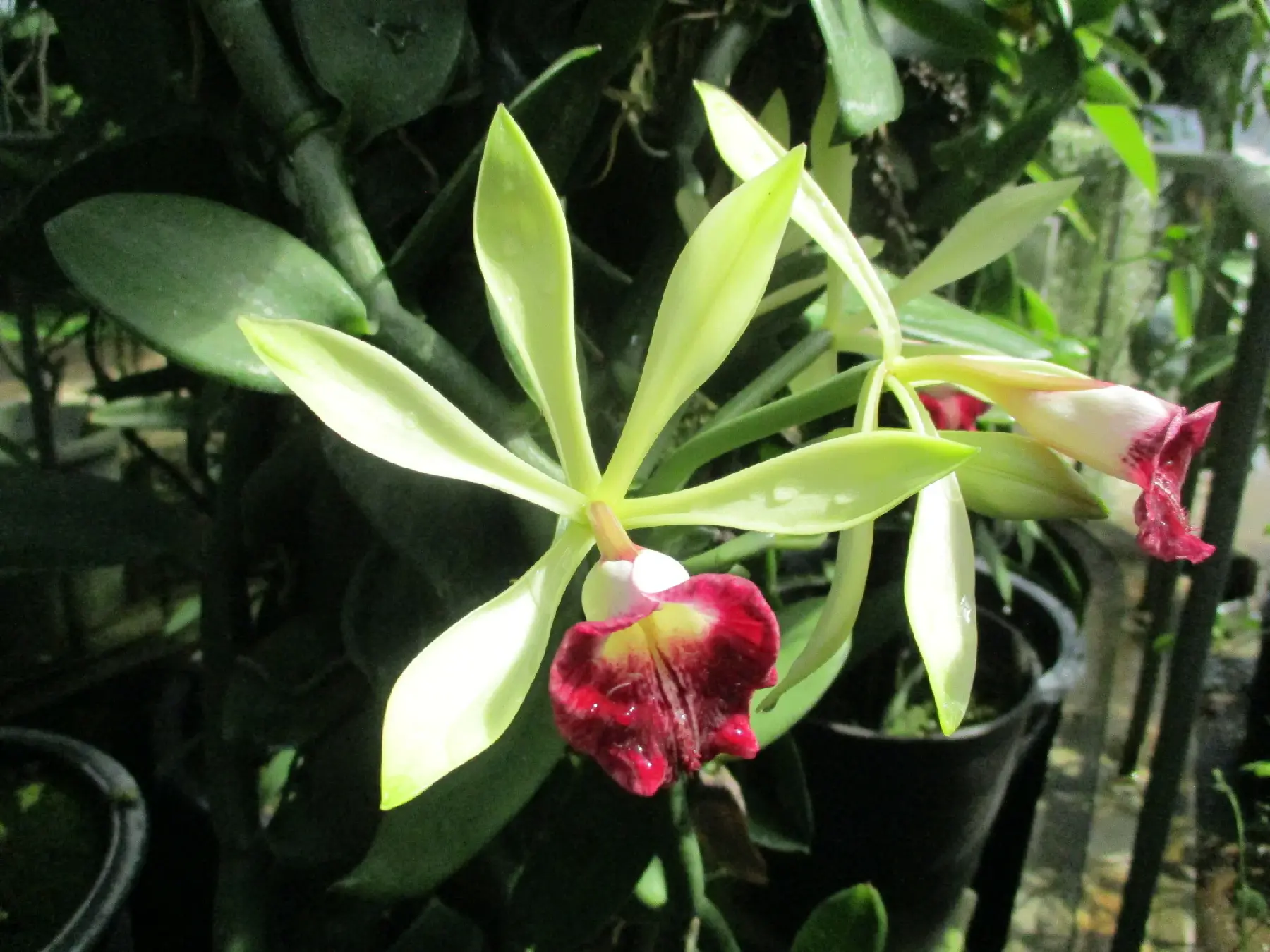 バニラ・ポリレピス