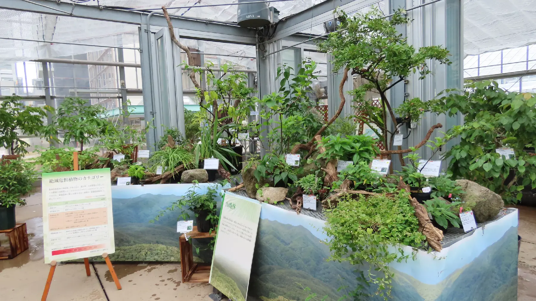 琉球の植物各種