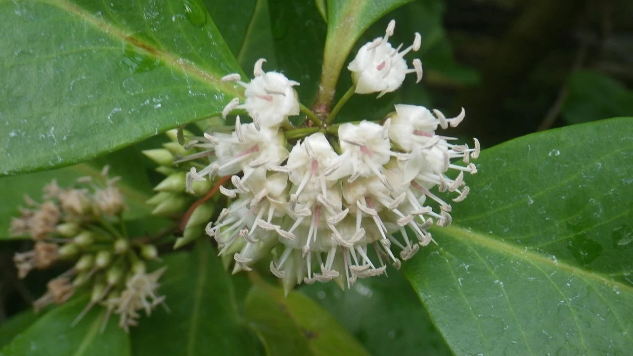 ツノヤブコウジ