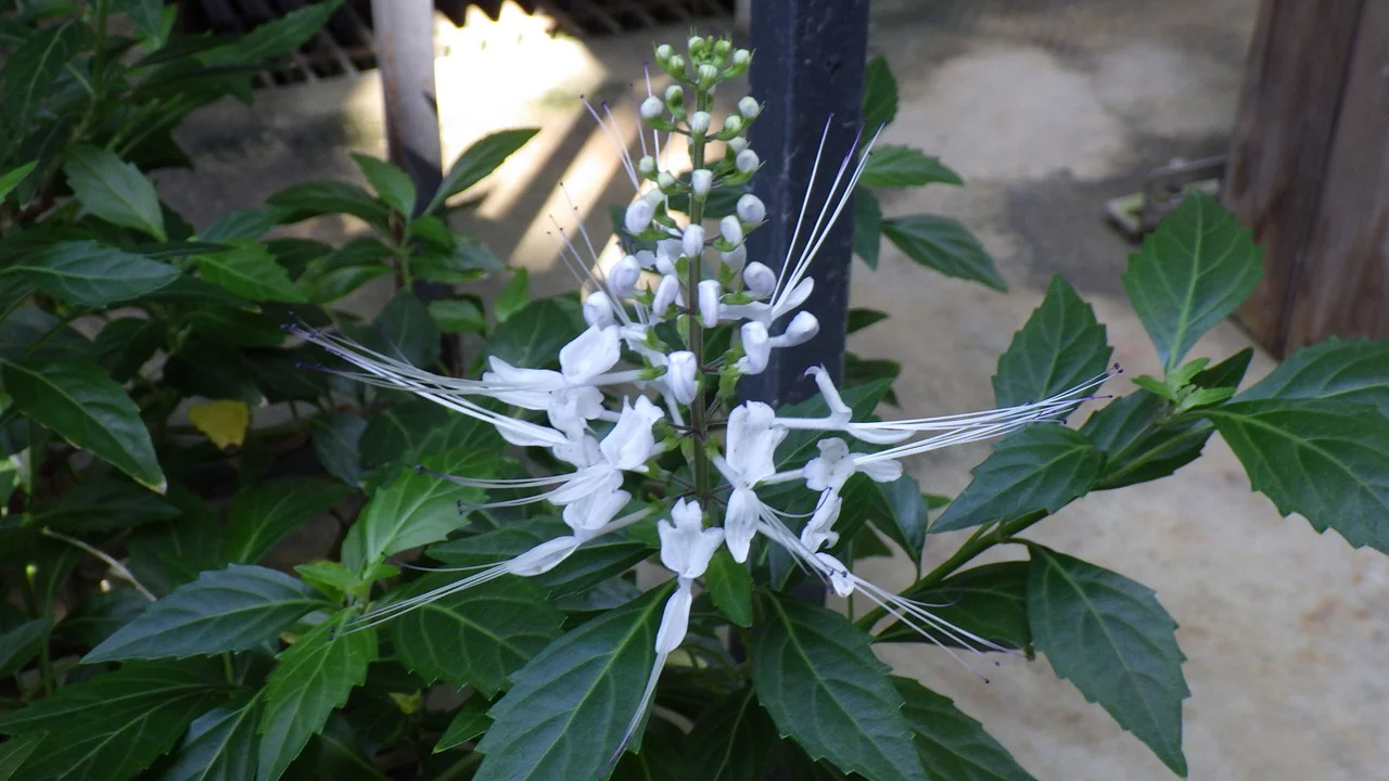 クミスクチン(ネコノヒゲ)