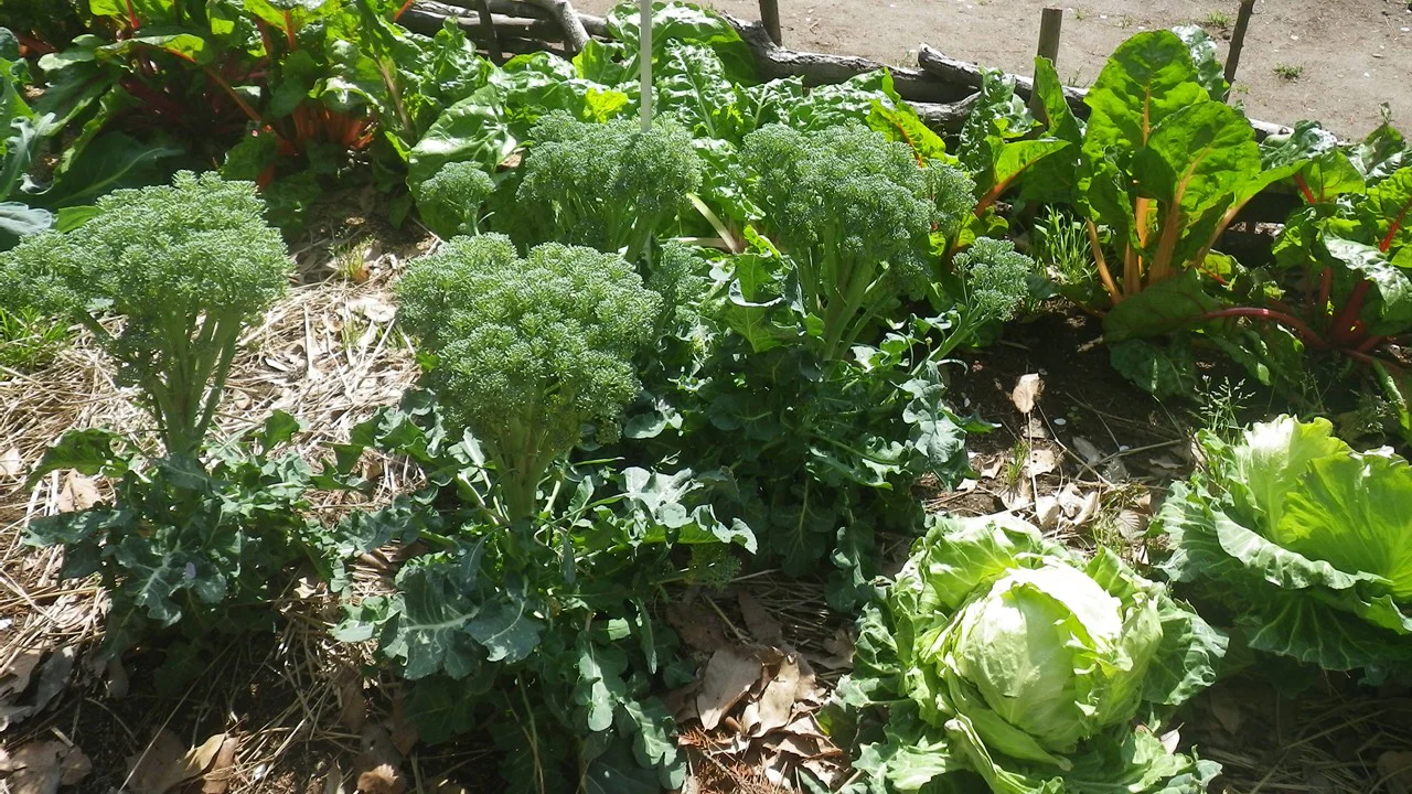 キャベツ、ブロッコリーほか