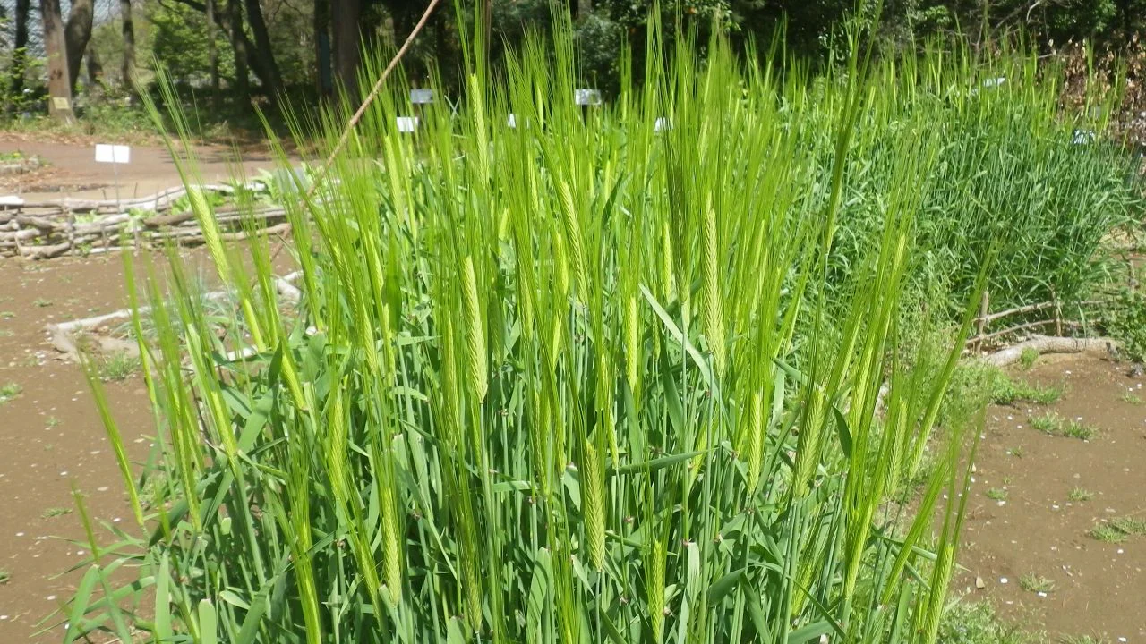 ニジョウオオムギ