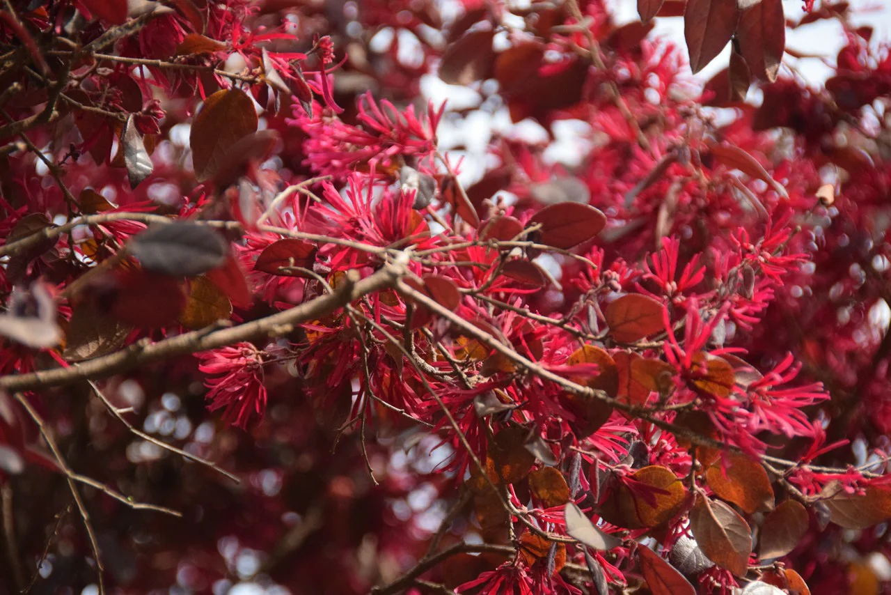 ベニバナトキワマンサク