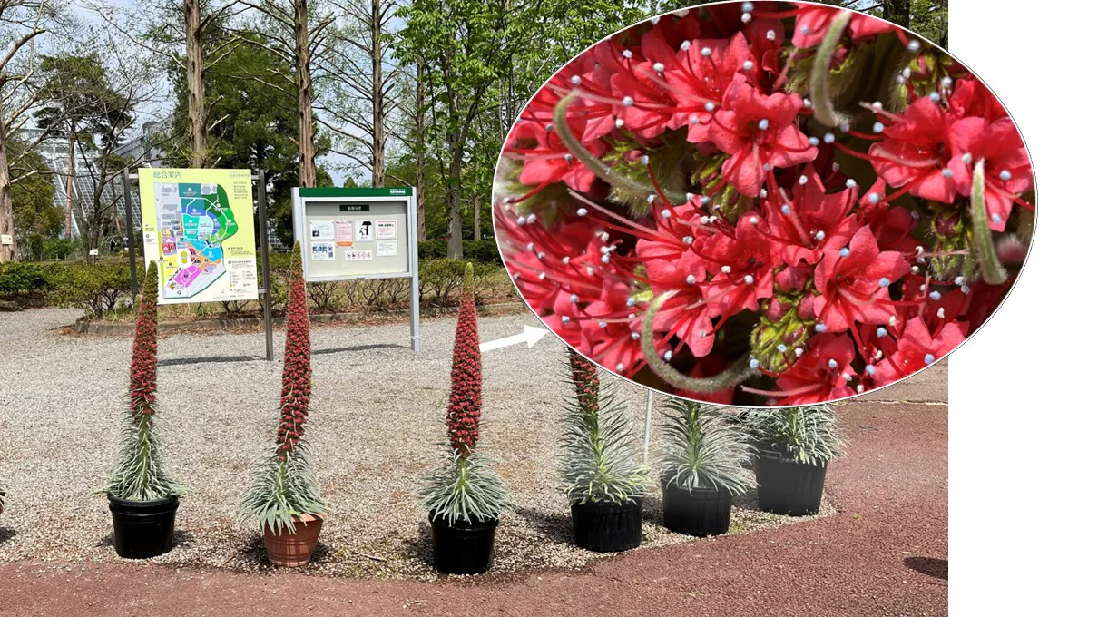 エキウム・ウィルドプレッティイ