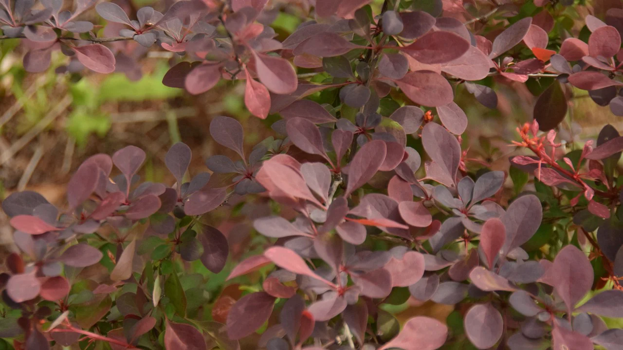 メギ ‘ローズグロー’