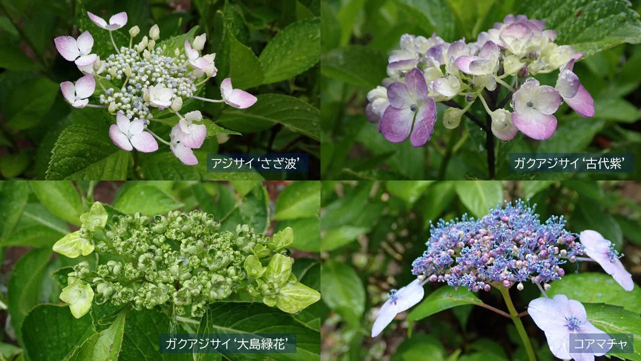 アジサイ各種