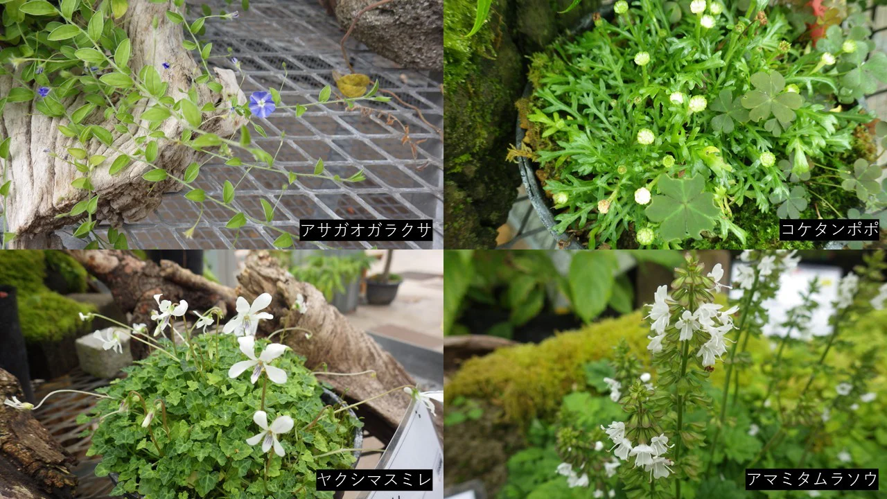 琉球の植物各種
