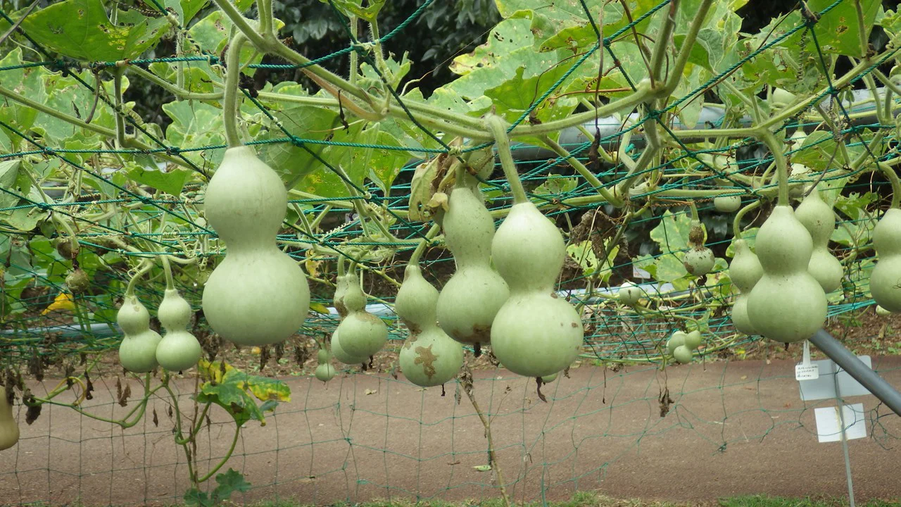 野菜いろいろ