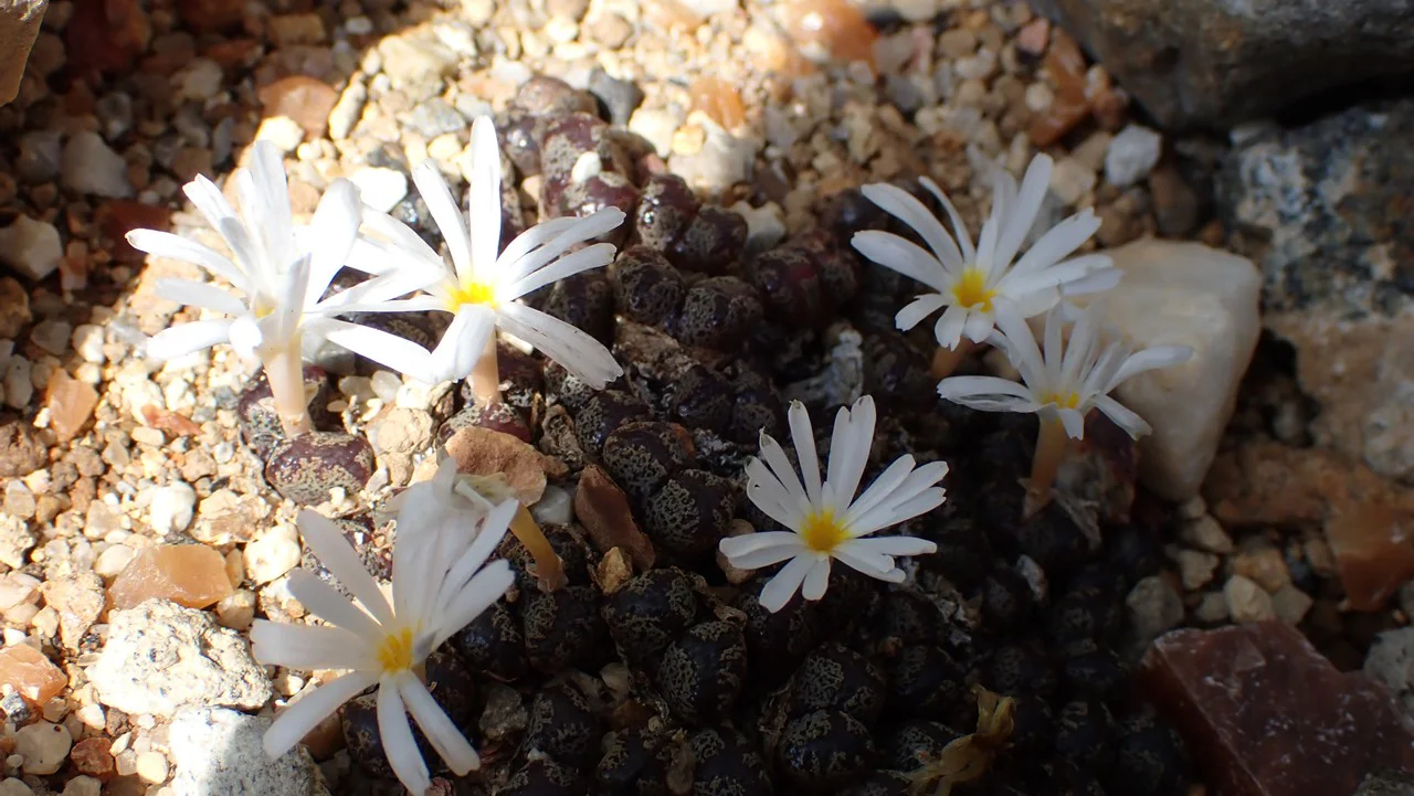 コノフィツム ペルシダム