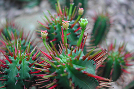 Euphorbia enopla image