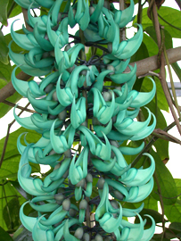 Jade vine (Strongylodon macrobotrys)