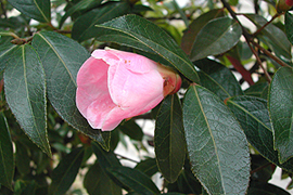Camellia saluenensis image