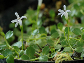 Lobelia loochooensis image