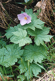 Glaucidium palmatum image