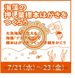 イベント「海藻の押し葉標本はがきをつくろう」7/21(水曜)~23(金曜)