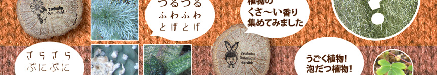重い?軽い?木の重さ比べ・ミクロな世界をのぞいてみよう