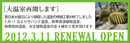 大温室再開します！東日本大震災により損傷した温室の修繕工事が終了しました。3月11日よりサバンナ温室、熱帯資源植物温室、熱帯雨林温室、水生植物温室の全4棟をご見学頂けます。