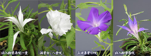 変化朝顔の写真：左より、斑入柳葉采咲一重、渦葉白(八重咲)、立田鼻葉切咲、斑入柳葉采咲