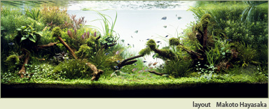 早坂誠氏による水草水槽写真