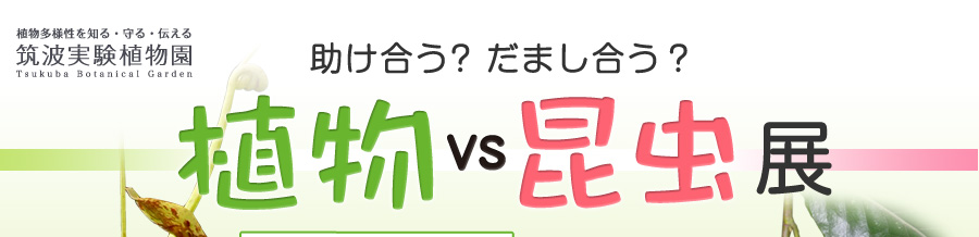 助け合う？だまし合う？植物VS昆虫展　筑波実験植物園