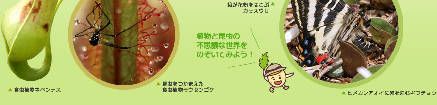植物と昆虫の不思議な世界をのぞいてみよう!