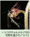 シコクチャルメルソウの花粉を運ぶキノコバエ