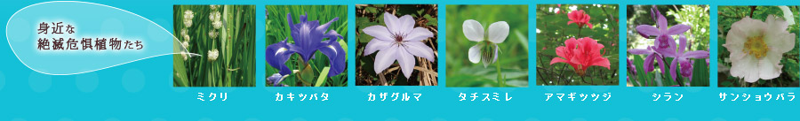身近な絶滅危惧種たち>ミクリ、カキツバタ、カザグルマ、タチスミレ、アマギツツジ、シラン、サンショウバラ