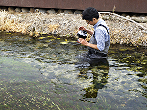 バイカモ調査：水中を撮影中の田中法生先生
