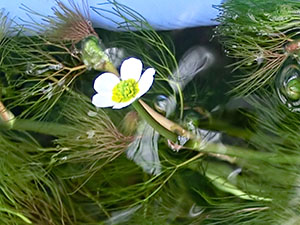 みんなで作る水草展：バイカモ（梅花藻）の花