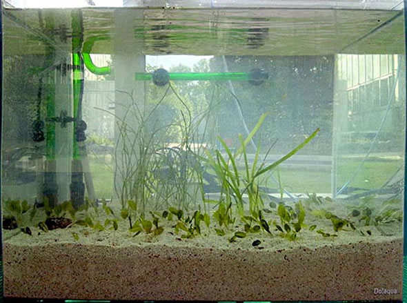 ウミヒルモ開花：シーグラス（海藻）の水槽