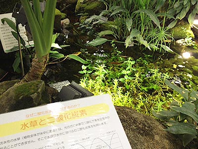 熱帯雨林温室