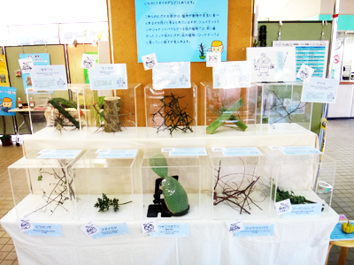 トゲ植物展示