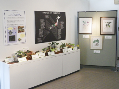 日本固有の植物展2013の様子2