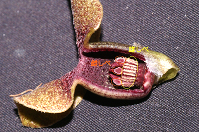 グスクカンアオイの花の外側(がく)