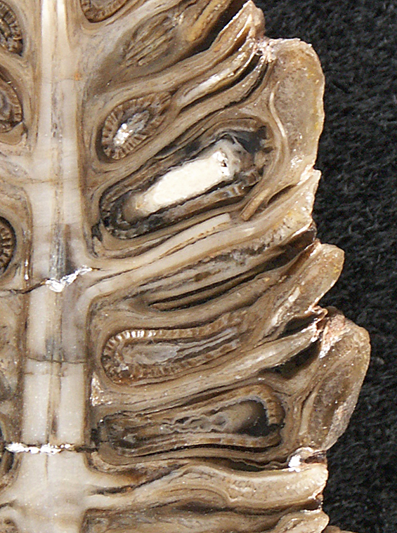 木が鉱物に変わる？鉱化化石の面白さ | 植物化石展ブログ 2014 - 筑波実験植物園