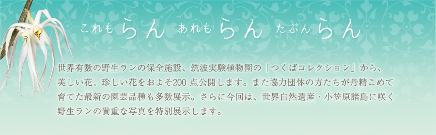 「これもらん あれもらん たぶんらん」世界有数の野生ランの保全施設、筑波実験植物園の「つくばコレクション」から、美しい花、珍しい花をおよそ200 点公開します。また協力団体の方たちが丹精こめて育てた最新の園芸品種も多数展示。さらに今回は、世界自然遺産・小笠原諸島に咲く野生ランの貴重な写真を特別展示します。