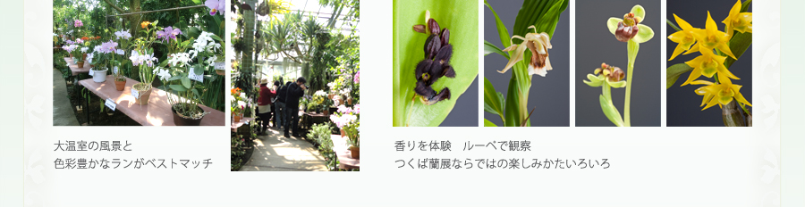 「植物公園蘭科協会作」「野生ランコレクション」