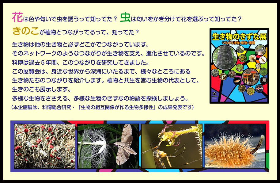 生き物は他の生き物と必ずどこかでつながっています。そのネットワークのようなつながりが生き物を支え、進化させているのです。この展覧会は、身近な世界から深海にいたるまで、様々なところにある生き物たちのつながりを紹介します。